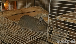 Degu sucht ein neues Zuhause
