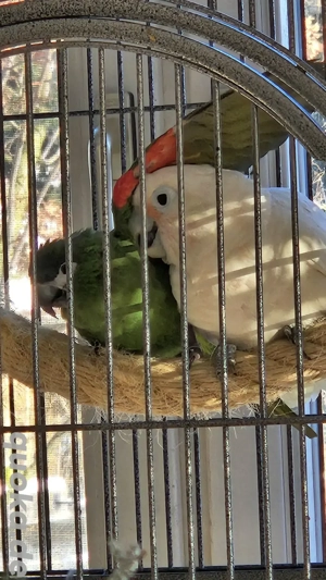 Papagei Kakadu Ara Pärchen