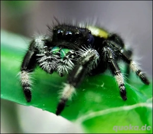 Schöne Springspinnen