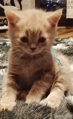baby katze Bild 3