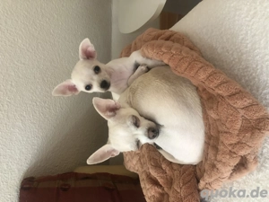Junges Chihuahua Mädchen sucht neues Zuhause 