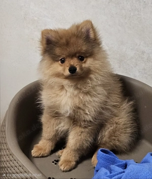 Reinrassige Pomeranian Teddy   Zwergspitz suchen ein Zuhause 