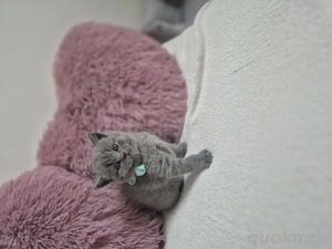 4 BKH Kätzschen suchen liebevolles Zuhause 