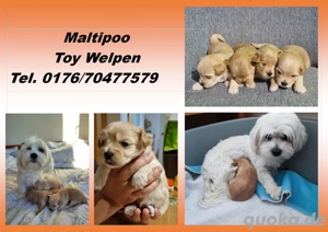 Maltipoo Malteser Pudel Welpen Mini Toy (Aprikot)