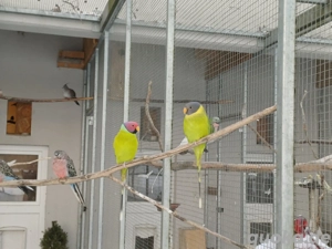 Pflaumenkopfsittiche 