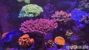 Korallen SPS Acropora Merlin Staff Koralle Ableger Korallenableger