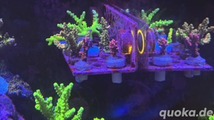 Korallen Koralle Ableger SPS TK Sour Patch Korallenableger Acropora Bild 4
