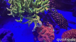 Korallen Koralle Ableger SPS TK Sour Patch Korallenableger Acropora Bild 2
