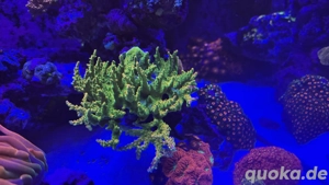 Korallen Koralle Ableger SPS TK Sour Patch Korallenableger Acropora