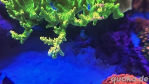 Korallen Koralle Ableger SPS TK Sour Patch Korallenableger Acropora Bild 3