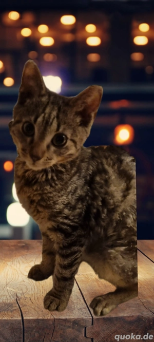 europäische kurzhaar mit waldkatze 