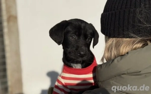 Zuckermaus Easy sucht ihren Heimathafen