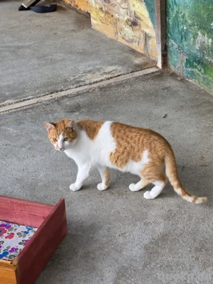 Kater Katze Kastriert Tierschutz Bundesweite Vermittlung  Bild 9