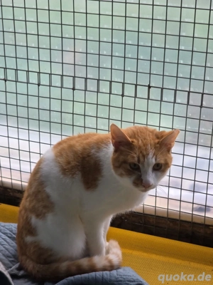Kater Katze Kastriert Tierschutz Bundesweite Vermittlung  Bild 3