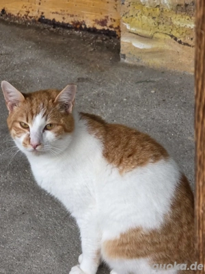 Kater Katze Kastriert Tierschutz Bundesweite Vermittlung  Bild 6