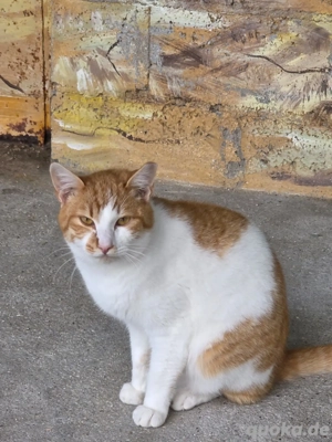 Kater Katze Kastriert Tierschutz Bundesweite Vermittlung  Bild 8