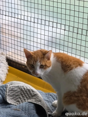 Kater Katze Kastriert Tierschutz Bundesweite Vermittlung  Bild 4
