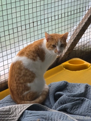 Kater Katze Kastriert Tierschutz Bundesweite Vermittlung  Bild 5