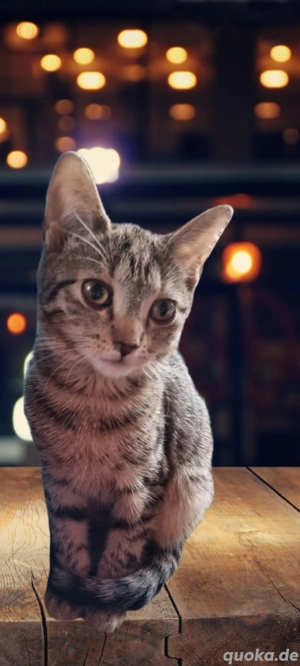 europäische kurzhaar mit waldkatze 