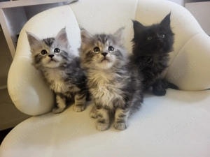Wunderschöne Main-Coon Kiten suchen ein liebevolles Zuhause