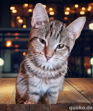 europäische kurzhaar mit waldkatze 