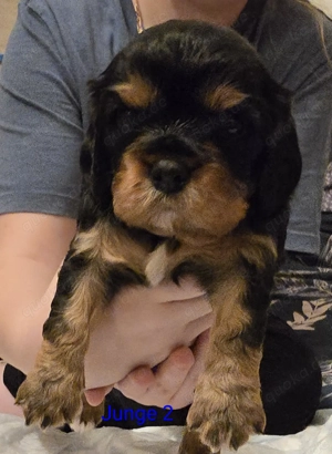 Cavalier King Charles Spaniel 