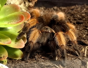 Vogelspinnen Brachypelma Grammostola u.a. nur Abholung