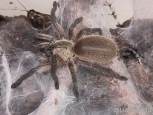 Monocentropus balfouri