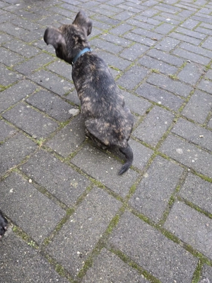 Kleiner bulli Mischling 