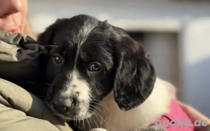 süßer kleiner Oliver auf der Suche nach seiner Familie