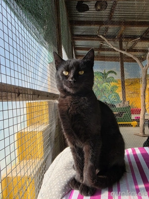 Kitten Katze Kater Tierschutz Mickey Bundesweite Vermittlung