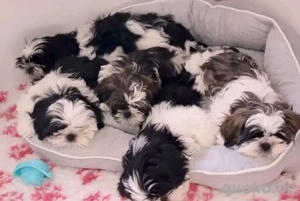 Shih Tzu-Welpen suchen ein neues Zuhause