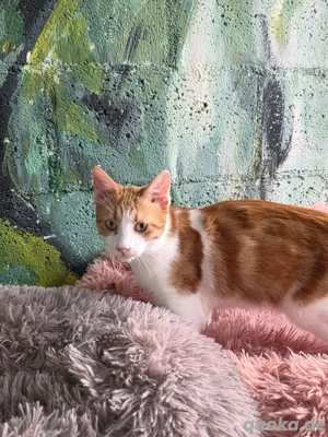 Katze Kater Tierschutz kastriert Bundesweite Vermittlung  - image 9