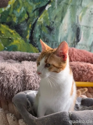 Katze Kater Tierschutz kastriert Bundesweite Vermittlung  - image 2