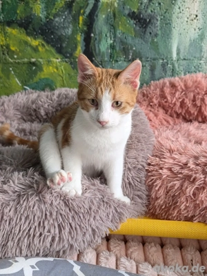 Katze Kater Tierschutz kastriert Bundesweite Vermittlung  - image 6