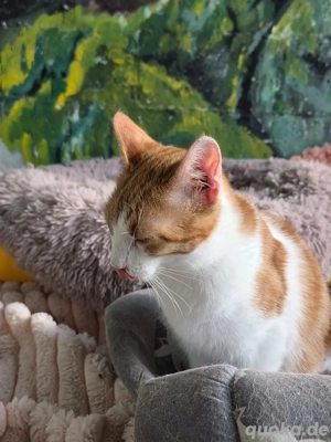 Katze Kater Tierschutz kastriert Bundesweite Vermittlung  - image 5