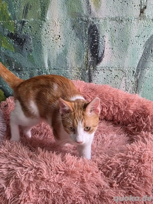 Katze Kater Tierschutz kastriert Bundesweite Vermittlung  - image 10