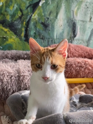 Katze Kater Tierschutz kastriert Bundesweite Vermittlung  - image 4