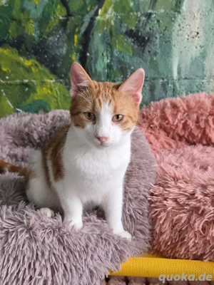 Katze Kater Tierschutz kastriert Bundesweite Vermittlung 