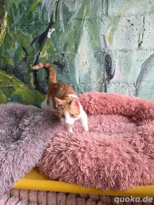 Katze Kater Tierschutz kastriert Bundesweite Vermittlung  - image 7