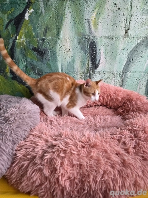 Katze Kater Tierschutz kastriert Bundesweite Vermittlung  - image 8