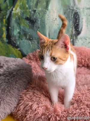 Katze Kater Tierschutz kastriert Bundesweite Vermittlung  - image 3