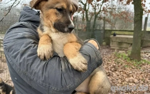 Hier kommt Blitz-Nase Alf