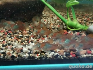 Corydoras venezuela orange  FISCHBÖRSE  15.02.26 Aquarienfreunde Pegnitz
