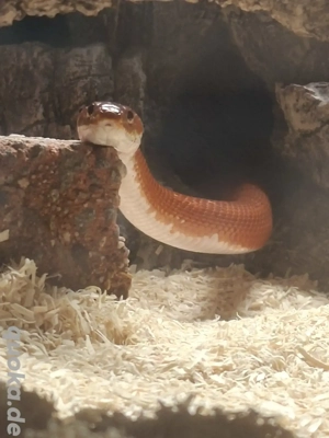 Kornnatter Bloodred low Piedsieded 