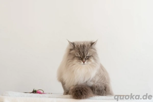 Reinrassige Kitten mit Stammbaum.Neva Masquarade  Sibirische Bild 8
