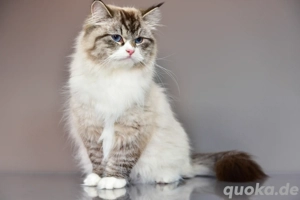 Reinrassige Kitten mit Stammbaum.Neva Masquarade  Sibirische Bild 9