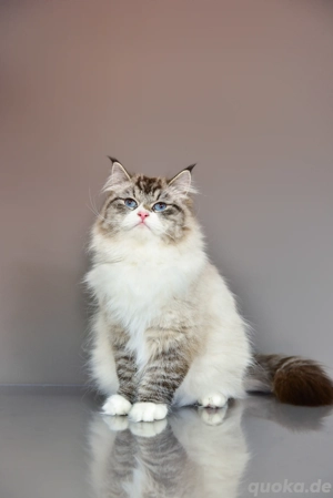 Reinrassige Kitten mit Stammbaum.Neva Masquarade  Sibirische Bild 10