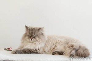 Reinrassige Kitten mit Stammbaum.Neva Masquarade  Sibirische Bild 7