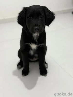 2 Labbi Mix Mödchen suchen el. Zuhause